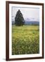 Eurepean Yellow Rattle (Rhinanthus Alectorolophus) Flowering in Alpine Meadow, Liechtenstein-Giesbers-Framed Photographic Print