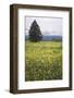 Eurepean Yellow Rattle (Rhinanthus Alectorolophus) Flowering in Alpine Meadow, Liechtenstein-Giesbers-Framed Photographic Print