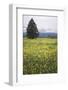 Eurepean Yellow Rattle (Rhinanthus Alectorolophus) Flowering in Alpine Meadow, Liechtenstein-Giesbers-Framed Photographic Print