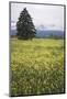 Eurepean Yellow Rattle (Rhinanthus Alectorolophus) Flowering in Alpine Meadow, Liechtenstein-Giesbers-Mounted Photographic Print