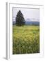 Eurepean Yellow Rattle (Rhinanthus Alectorolophus) Flowering in Alpine Meadow, Liechtenstein-Giesbers-Framed Photographic Print