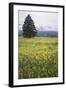 Eurepean Yellow Rattle (Rhinanthus Alectorolophus) Flowering in Alpine Meadow, Liechtenstein-Giesbers-Framed Photographic Print