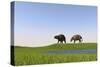 Eurohippus Grazing Along a Swamp-null-Stretched Canvas