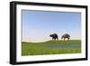 Eurohippus Grazing Along a Swamp-null-Framed Art Print