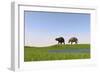 Eurohippus Grazing Along a Swamp-null-Framed Art Print