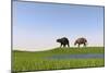 Eurohippus Grazing Along a Swamp-null-Mounted Art Print