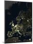 Europe At Night, Satellite Image-PLANETOBSERVER-Mounted Premium Photographic Print