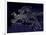 Europe At Night, Satellite Image-null-Framed Photographic Print