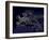 Europe At Night, Satellite Image-null-Framed Photographic Print