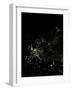 Europe At Night, Satellite Image-PLANETOBSERVER-Framed Photographic Print