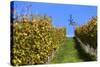 Europe, Austria, Styria, South-Styrian Wine Route, Klapotetz, Vineyard-Gerhard Wild-Stretched Canvas