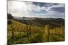 Europe, Austria, Styria, South-Styrian Wine Route, Vineyards-Gerhard Wild-Mounted Photographic Print