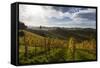 Europe, Austria, Styria, South-Styrian Wine Route, Vineyards-Gerhard Wild-Framed Stretched Canvas