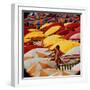 Europe Beach Scene Crowded with Colorful Umbrellas and a Bikini-Clad Young Woman-Ralph Crane-Framed Photographic Print