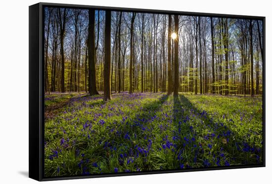 Europe, Belgium. Hallerbos forest with blooming bluebells.-Jaynes Gallery-Framed Stretched Canvas