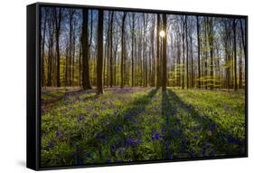 Europe, Belgium. Hallerbos forest with blooming bluebells.-Jaynes Gallery-Framed Stretched Canvas