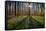 Europe, Belgium. Hallerbos forest with blooming bluebells.-Jaynes Gallery-Framed Stretched Canvas