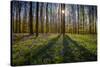 Europe, Belgium. Hallerbos forest with blooming bluebells.-Jaynes Gallery-Stretched Canvas