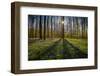 Europe, Belgium. Hallerbos forest with blooming bluebells.-Jaynes Gallery-Framed Photographic Print