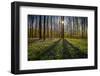 Europe, Belgium. Hallerbos forest with blooming bluebells.-Jaynes Gallery-Framed Photographic Print