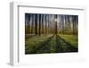 Europe, Belgium. Hallerbos forest with blooming bluebells.-Jaynes Gallery-Framed Photographic Print
