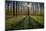 Europe, Belgium. Hallerbos forest with blooming bluebells.-Jaynes Gallery-Mounted Photographic Print