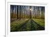 Europe, Belgium. Hallerbos forest with blooming bluebells.-Jaynes Gallery-Framed Photographic Print