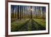 Europe, Belgium. Hallerbos forest with blooming bluebells.-Jaynes Gallery-Framed Photographic Print