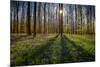 Europe, Belgium. Hallerbos forest with blooming bluebells.-Jaynes Gallery-Mounted Photographic Print