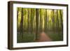 Europe, Belgium. Path in Hallerbos forest.-Jaynes Gallery-Framed Photographic Print