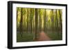 Europe, Belgium. Path in Hallerbos forest.-Jaynes Gallery-Framed Photographic Print