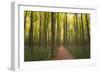 Europe, Belgium. Path in Hallerbos forest.-Jaynes Gallery-Framed Photographic Print