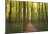 Europe, Belgium. Path in Hallerbos forest.-Jaynes Gallery-Mounted Photographic Print