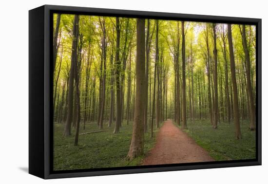 Europe, Belgium. Path in Hallerbos forest.-Jaynes Gallery-Framed Stretched Canvas