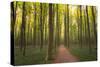 Europe, Belgium. Path in Hallerbos forest.-Jaynes Gallery-Stretched Canvas