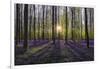 Europe, Belgium. Sunrise on Hallerbos forest with blooming bluebells.-Jaynes Gallery-Framed Photographic Print