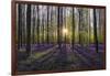 Europe, Belgium. Sunrise on Hallerbos forest with blooming bluebells.-Jaynes Gallery-Framed Photographic Print