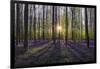 Europe, Belgium. Sunrise on Hallerbos forest with blooming bluebells.-Jaynes Gallery-Framed Photographic Print