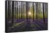 Europe, Belgium. Sunrise on Hallerbos forest with blooming bluebells.-Jaynes Gallery-Framed Stretched Canvas