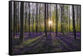 Europe, Belgium. Sunrise on Hallerbos forest with blooming bluebells.-Jaynes Gallery-Framed Stretched Canvas