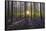 Europe, Belgium. Sunrise on Hallerbos forest with blooming bluebells.-Jaynes Gallery-Framed Stretched Canvas