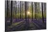 Europe, Belgium. Sunrise on Hallerbos forest with blooming bluebells.-Jaynes Gallery-Stretched Canvas