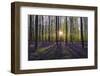 Europe, Belgium. Sunrise on Hallerbos forest with blooming bluebells.-Jaynes Gallery-Framed Photographic Print