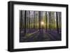 Europe, Belgium. Sunrise on Hallerbos forest with blooming bluebells.-Jaynes Gallery-Framed Photographic Print