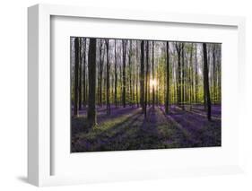 Europe, Belgium. Sunrise on Hallerbos forest with blooming bluebells.-Jaynes Gallery-Framed Photographic Print