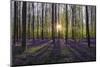 Europe, Belgium. Sunrise on Hallerbos forest with blooming bluebells.-Jaynes Gallery-Mounted Photographic Print