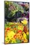 Europe, France. Gerber daisy.-Lisa S. Engelbrecht-Mounted Photographic Print