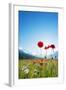 Europe, France, Haute Savoie, Rhone Alps, Poppy Field-Christian Kober-Framed Photographic Print