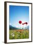 Europe, France, Haute Savoie, Rhone Alps, Poppy Field-Christian Kober-Framed Photographic Print