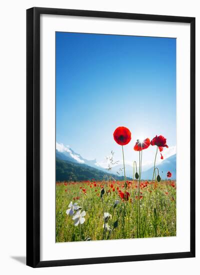 Europe, France, Haute Savoie, Rhone Alps, Poppy Field-Christian Kober-Framed Photographic Print